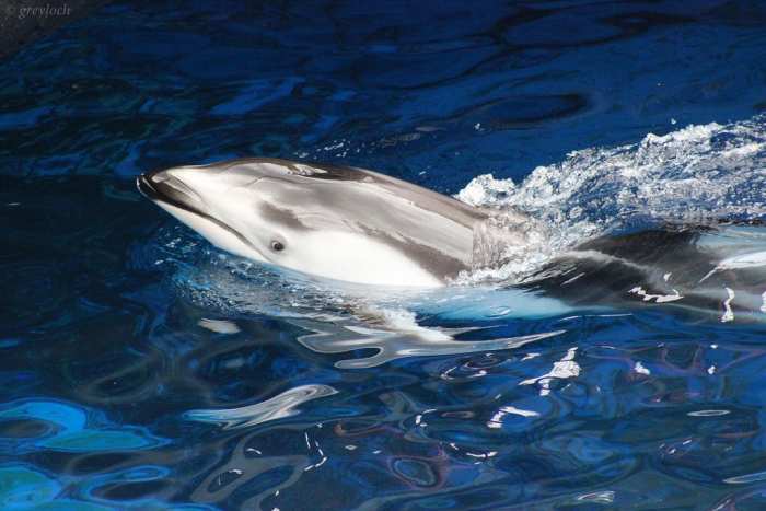 This is another Pacific white-sided dolphin at the Vancouver Aquarium. According to the photographer, it's one of the females.