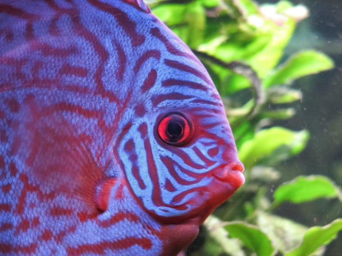 This is another variety of discus fish. The animals have a wide range of colours and patterns but all belong to the genus Symphysodon.