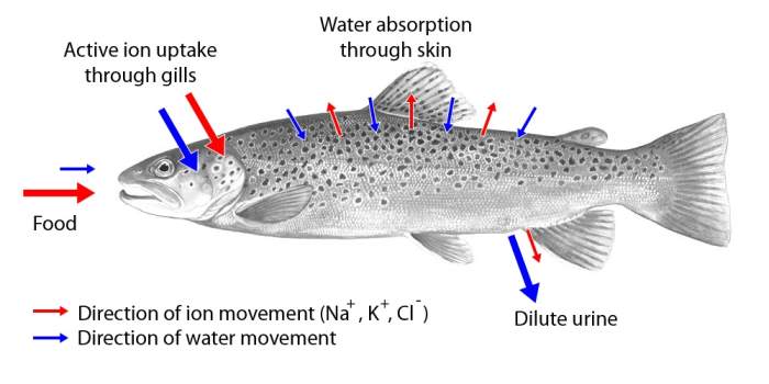 Movement of water and ions in a freshwater fish; once again, the arrows into and out of the skin are short due to the presence of scales and mucus