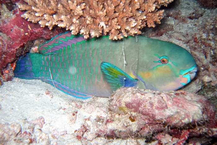 The daisy parrotfish (Chlorurus sordidus) covers itself with a mucus cocoon at night.