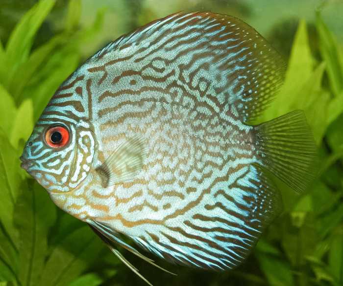 A blue discus fish, or Symphysodon aequifasciatus