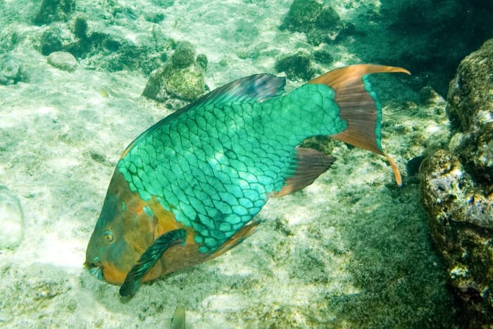 The male or terminal phase rainbow parrotfish (Scarus guacamaia) is found around coral reefs. Some sunscreen chemicals are believed to damage coral.