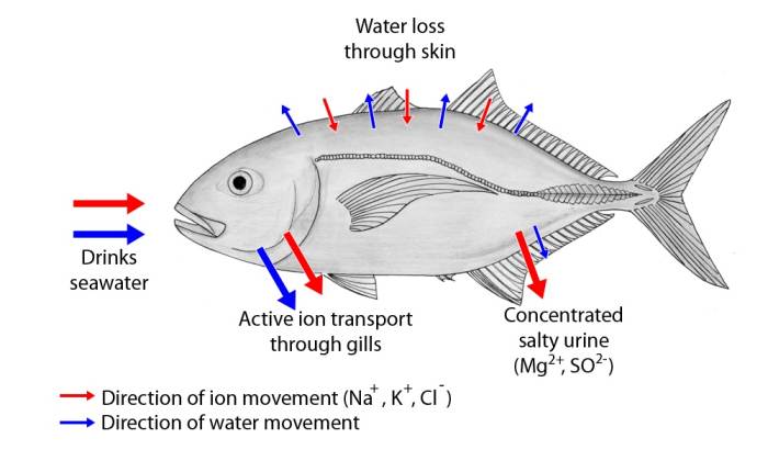 Movement of water and ions in a saltwater fish; the arrows into and out of the skin are short because the scales and mucus layer reduce the transport of materials