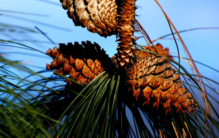 Cônes de Pinus ponderosa communément appelé pin ponderosa