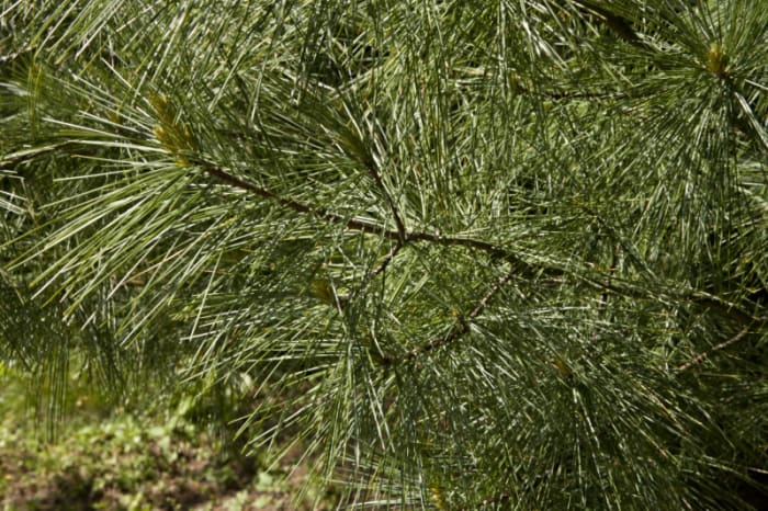 Foglie simili ad un ago di un pino bianco orientale piramidale