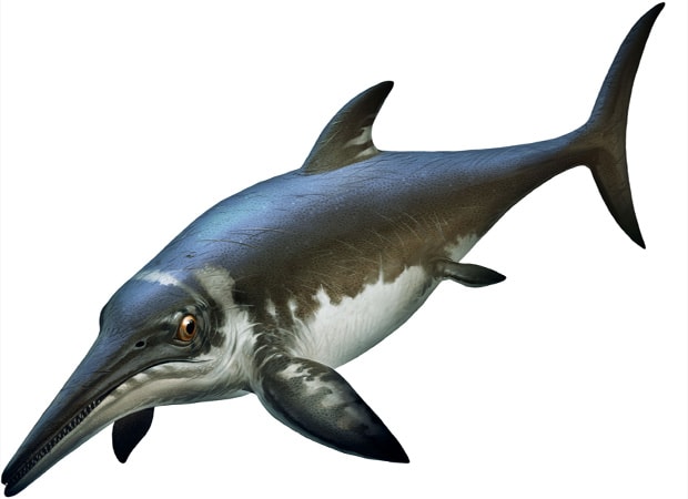 Platypterygius, one of the last ichthyosaurs and a possible victim of the Cenomanian-Turonian extinction. Art by Xing Lida.