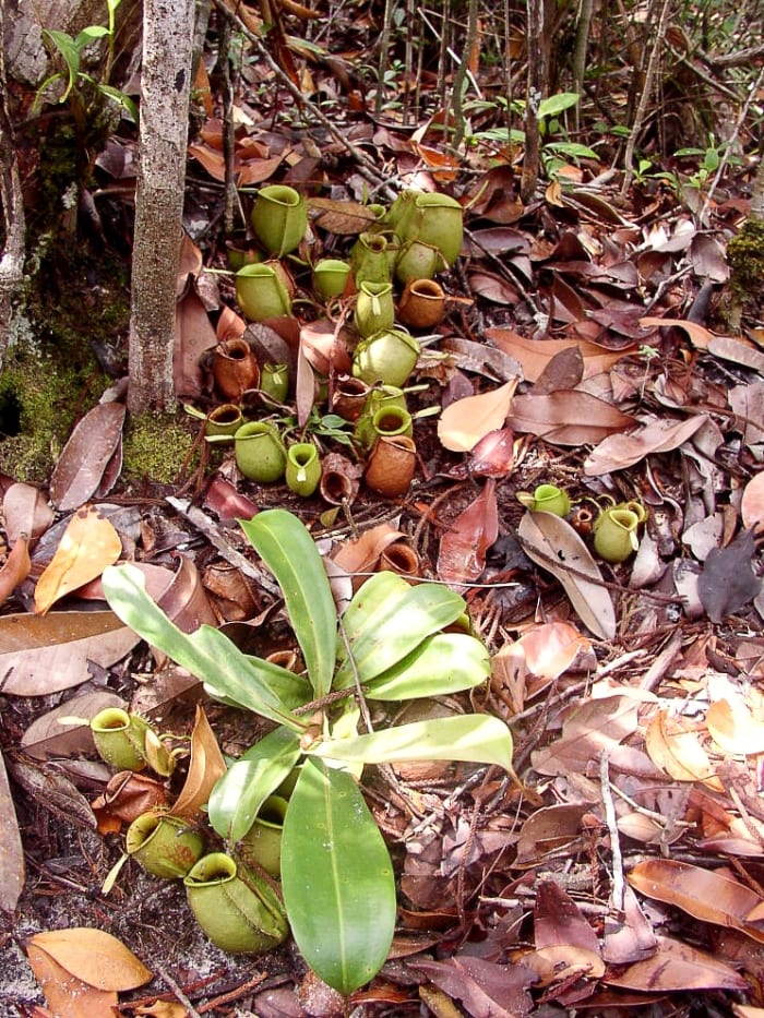 The ground pitchers at the top of the photo are joined to the main part of the plant (shown at the bottom of the photo) by underground rhizomes.