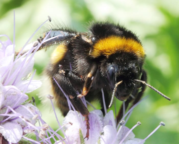 A Bombus terrestris queen has orange or buff hairs at the end of her abdomen instead of white ones.