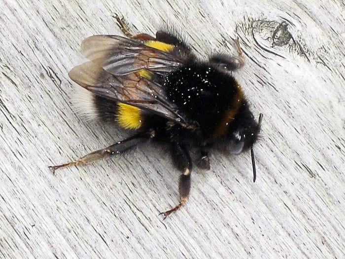 Another Bombus terrestris
