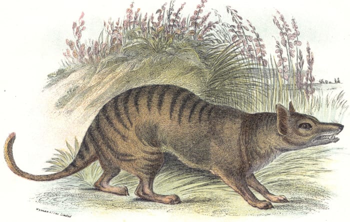 The Thylacine or "Tasmanian Wolf" is a well-known species that has gone extinct due to humans, with the last confirmed sighting in 1933