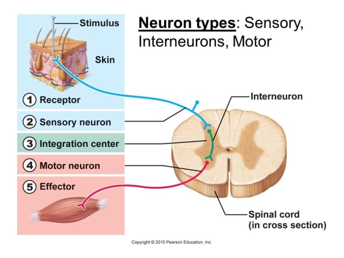 Neuroscience Basics: The Neuron - Owlcation - Education