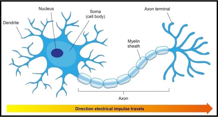 presentation on neuron