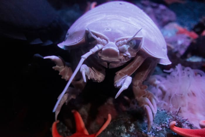 A Giant Isopod looking generally creepy.