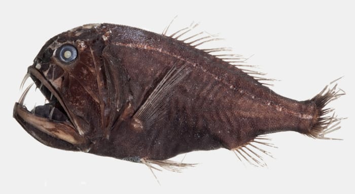 A Fangtooth. The reason behind the name of this fish is fairly self-evident.
