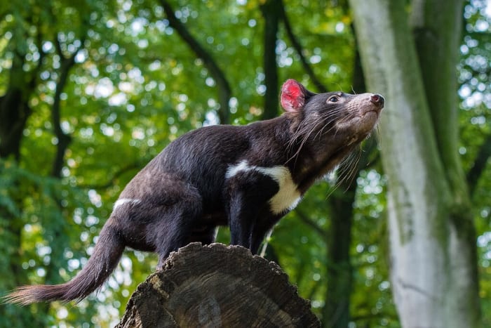 Tasmanian Devils and Devil Facial Tumor Disease (DFTD ...