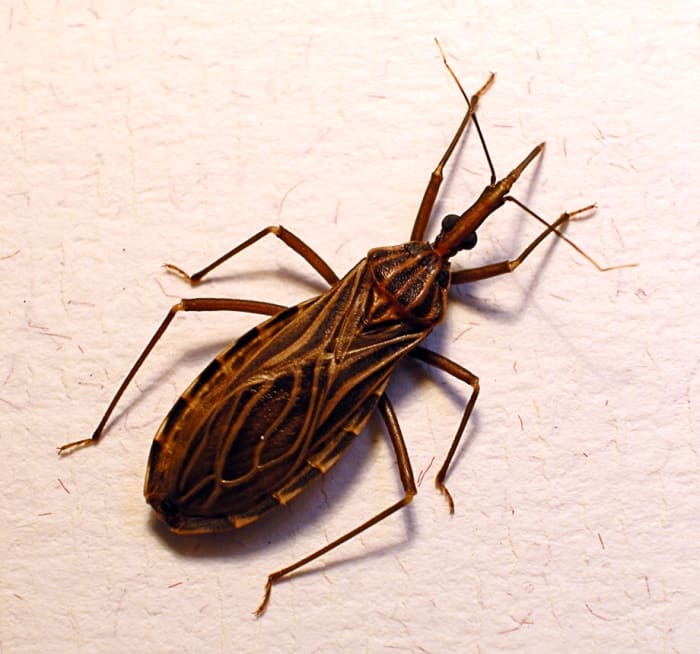 Rhodnius prolixus