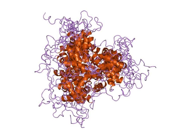 A forkhead DNA-binding domain