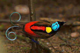 The Bird of Paradise bears unique feather, in color and shape. Some feathers spiral at the ends, appearing like curled wire.