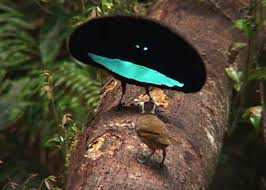 A male Superb Bird of Paradise, performs a courting dance, as the female watches. The Superb Bird of Paradise is able to shape shift into the appearance of a disc.
