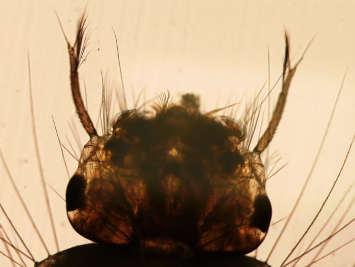 The pools provide a habitat not only for microbes, but for small invertebrates such as mosquito larvae