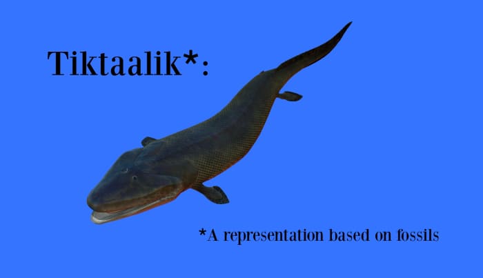 Tikaalik is an extinct fish having many tetrapods (four-legged animals) features.It is may represent the evolutionary transition from fish to amphibians.