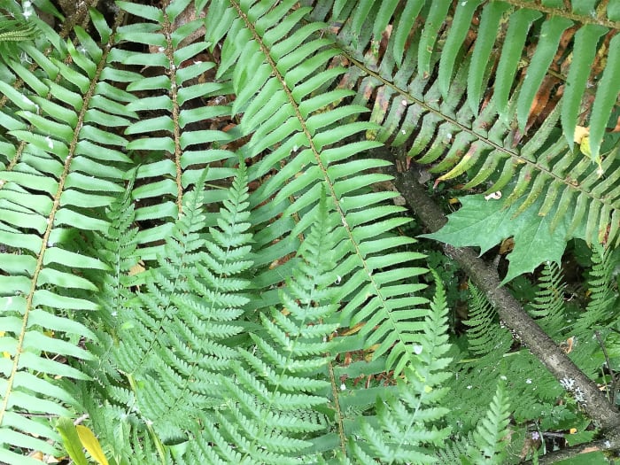 Western sword fern covered by fronds of lady fern, which is another native plant in my area