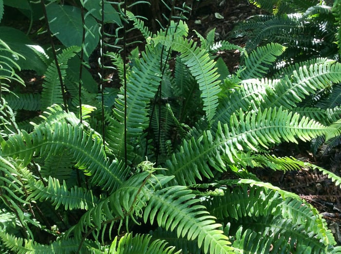 Facts About Ferns and the Western Sword Fern in British Columbia ...