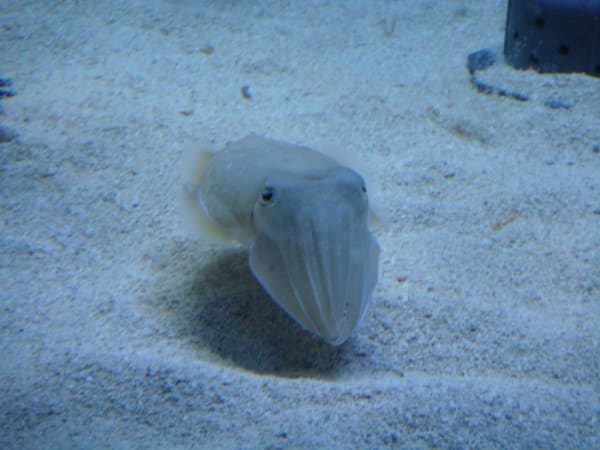 If you had a pet cuttlefish, they might come over like this every day to greet you! They are very social and curious animals.