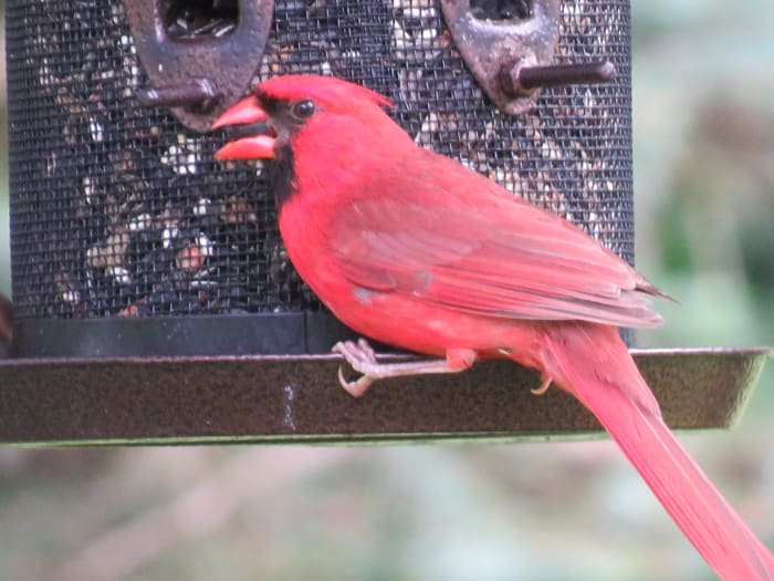 How to Attract Cardinals to Your Garden or Yard - Owlcation