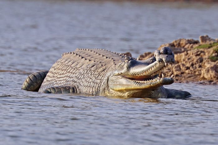 A male gharial in India