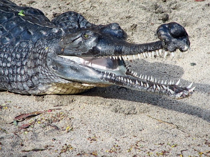 A male gharial at the San Diego Zoo