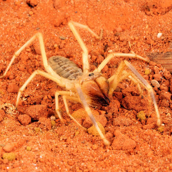 Camel spiders became an Internet sensation during the Iraq war of 2003, when rumors of their bloodthirsty nature began to circulate online