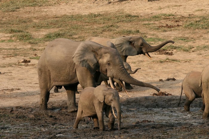 Gathering places are great places to observe the elephants.
