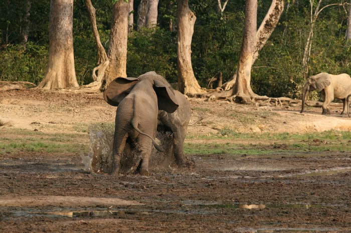 Males challenging each other at a watering hole