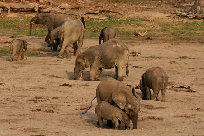 Forest elephants obtaining water and minerals