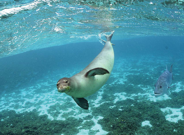 These seals remain rare. Scientists are worried that dead eels stuck in their nostrils could cause health issues.