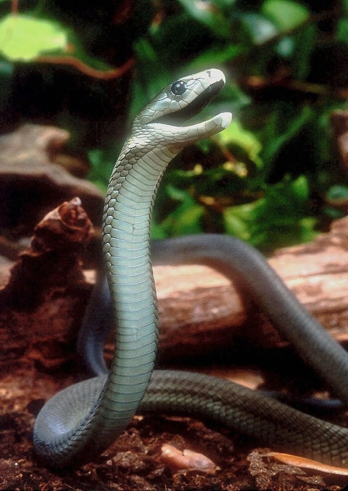 Pictured above is a Black Mamba preparing to strike. Notice how the snake raises its head and body in a manner similar to the Cobra.