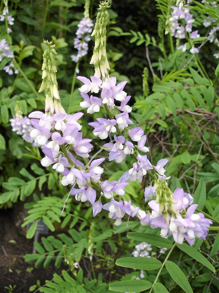 Goat’s Rue Plant, Metformin, and Medication Action in the Body