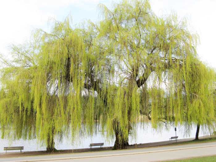 Willow Trees and Shrubs Interesting Plants With Useful Features
