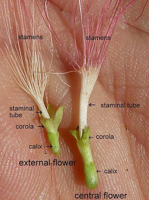 Facts About the Persian Silk Tree and Tips for Care Owlcation Education