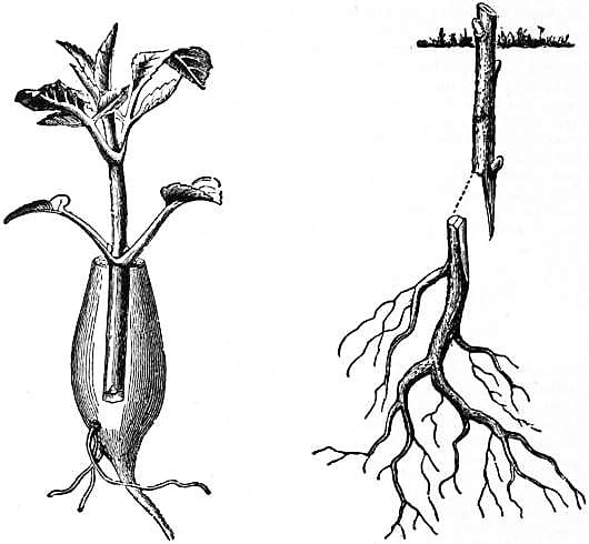 The grafting process in a dahlia and a woody plant in 1911