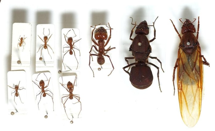 Varios hormigas podadoras, incluyendo dos reinas.