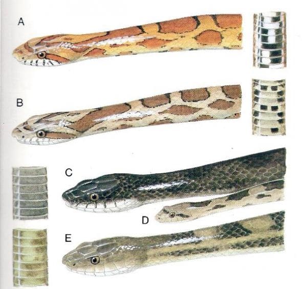 Louisiana Rat Snakes