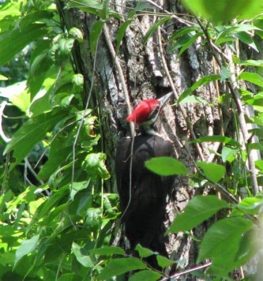 Pileated woodpeckers are large birds which are a match for rat snakes.