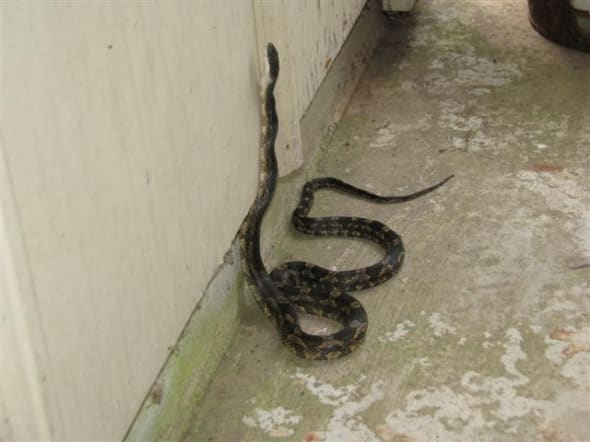 Rat Snake climbing a wall. This Texas Rat Snake demonstrates the climbing ability of the species. Rat Snakes can suspend over one third of their body in the air.