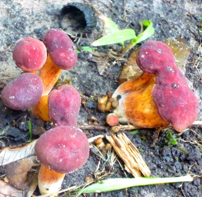 Look at the color on these little guys! Acorn cap and blade of grass gives you size reference.