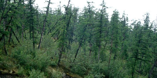 A "drunken forest." The chaotically leaning trees result from the melting of the permafrost, which formerly stabilized the root systems. Image courtesy John Ranson, NASA, and Wikipedia.