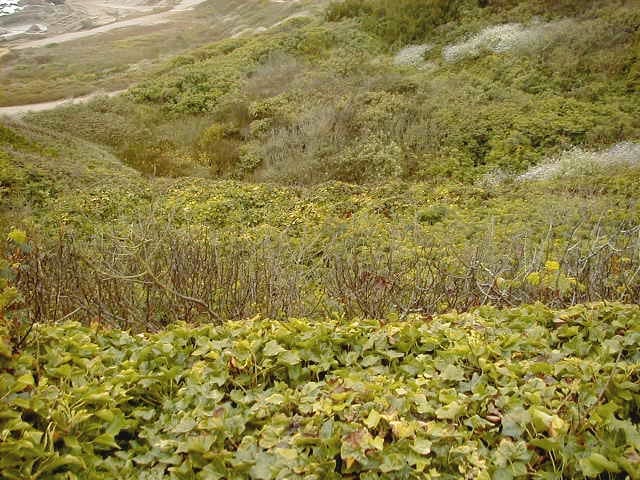 Looking down from Merrie Way--there are stairs hiding in all that brush. It gives some idea of the terrain the firefighters were dealing with.