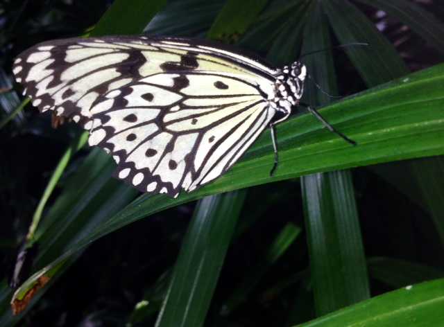A paper kite butterfly resting on one of the tropical plant leaves.