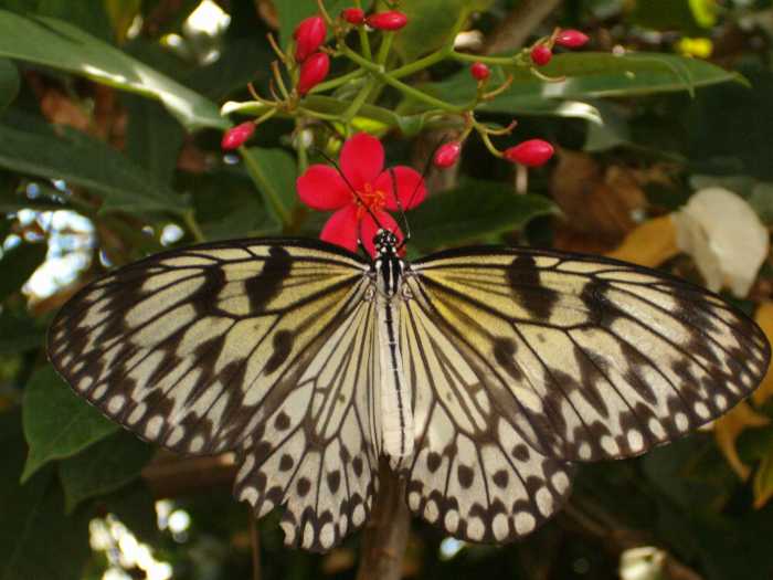 The Beautiful Paper Kite, or Large Wood Nymph enjoying nectar from a flower.